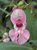 Impatiens glandulifera. Цветок. Карельский перешеек, окр. Сертолово. 20.08.2006.