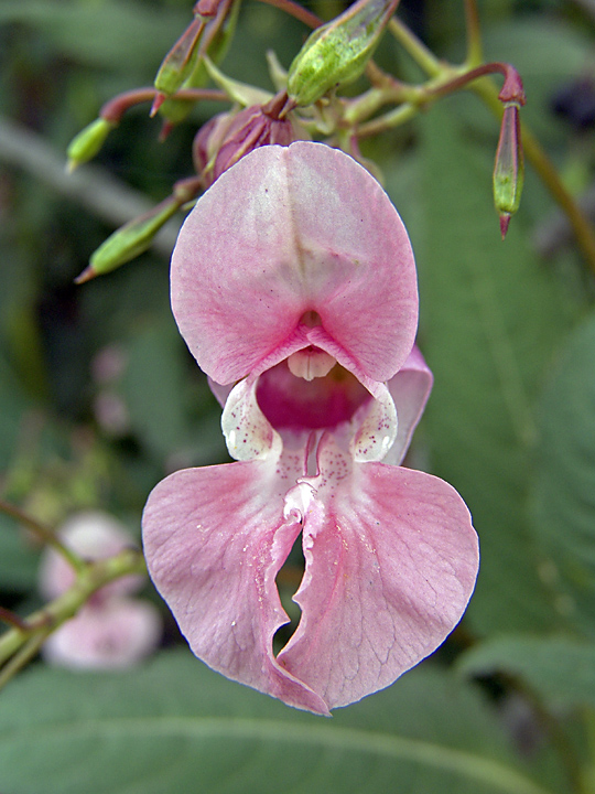 Изображение особи Impatiens glandulifera.