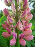 Lupinus × regalis. Часть соцветия. Коми, Княжпогостский р-н, окр. пос. Ропча, долина руч. Дюкачева. 23.06.2012.