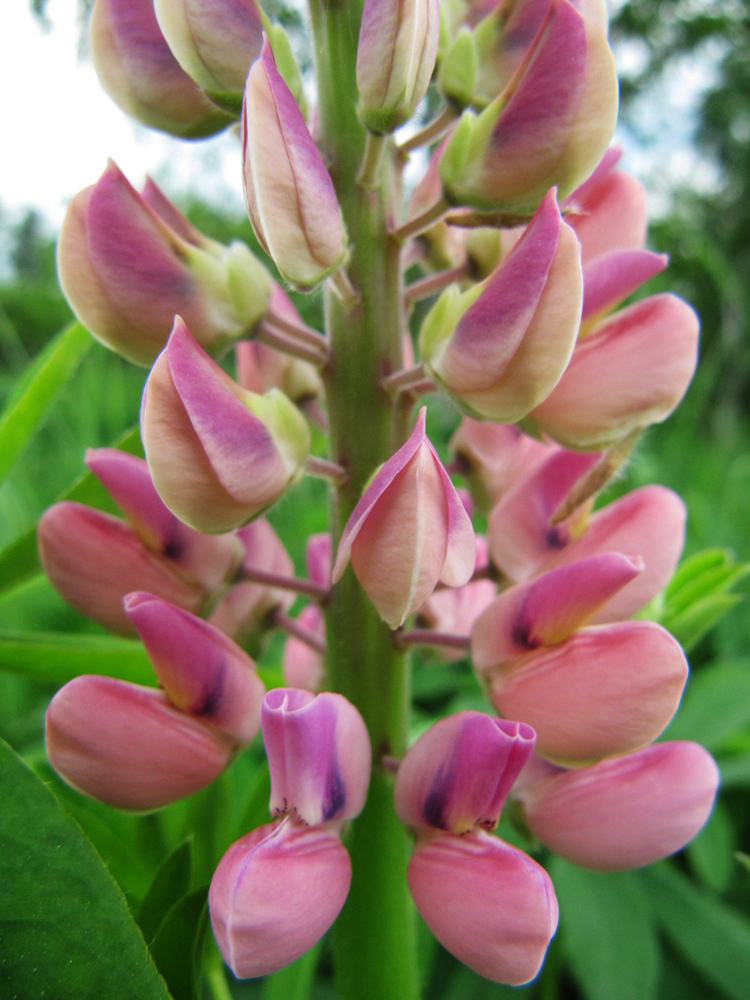 Изображение особи Lupinus &times; regalis.