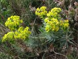 Euphorbia rigida. Цветущее растение. Южный Берег Крыма, гора Аю-Даг. 29 апреля 2009 г.
