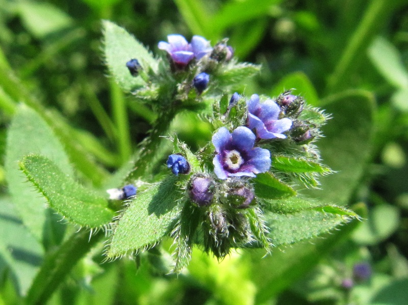 Image of Asperugo procumbens specimen.