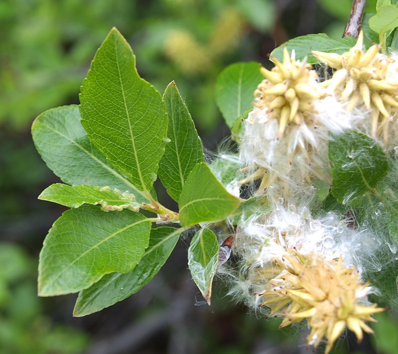 Image of genus Salix specimen.