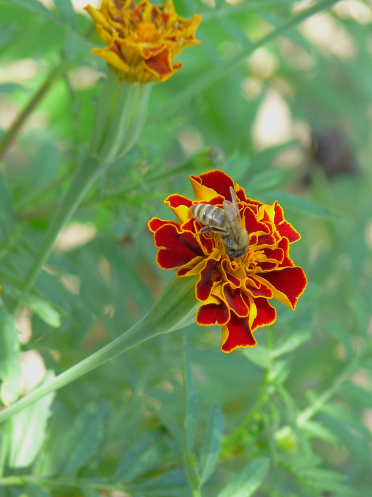 Image of Tagetes patula specimen.