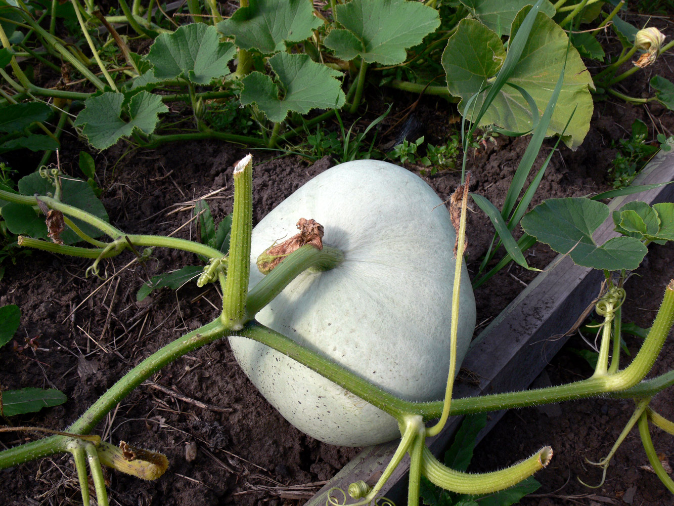 Изображение особи Cucurbita maxima.