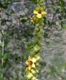 Verbascum caesareum