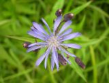 Lactuca sibirica