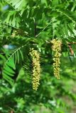 Gleditsia triacanthos. Распускающиеся соцветия. Узбекистан, г. Ташкент, пос. Улугбек. 30.04.2012.