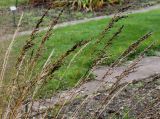 Molinia caerulea