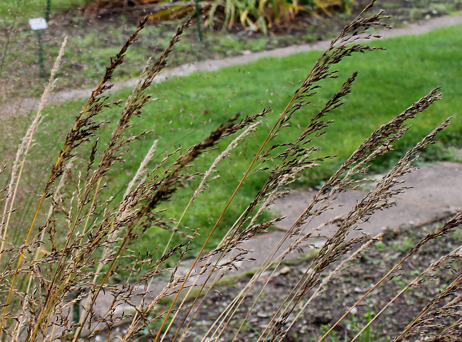 Image of Molinia caerulea specimen.
