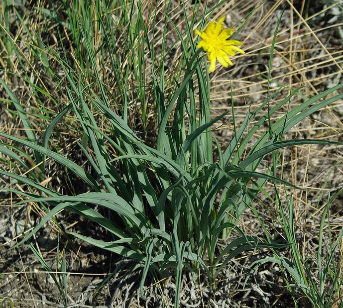 Image of Scorzonera austriaca specimen.