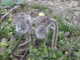 Pulsatilla ucrainica