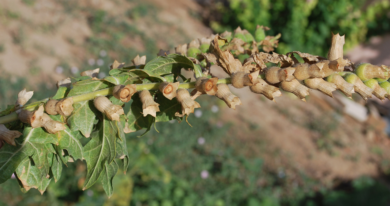 Изображение особи Hyoscyamus niger.