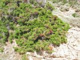 Juniperus phoenicea