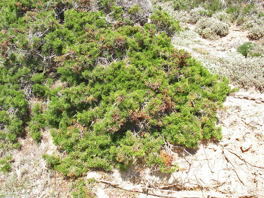 Изображение особи Juniperus phoenicea.