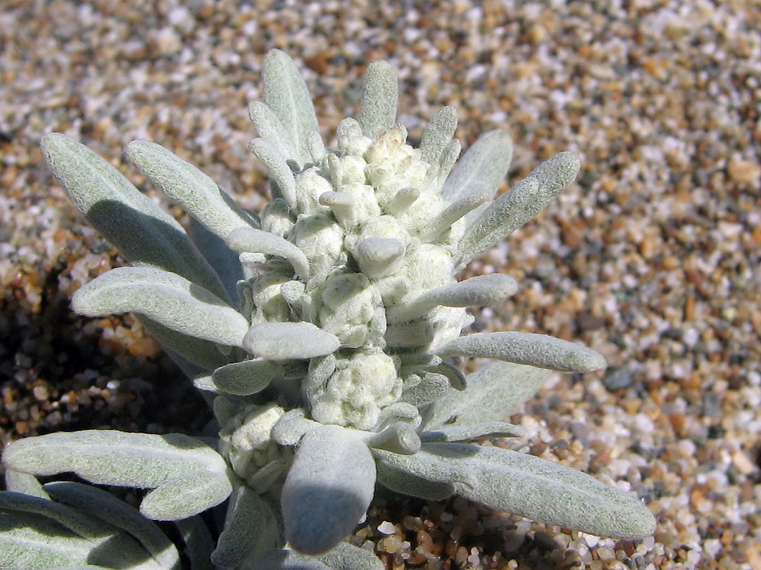 Изображение особи Artemisia stelleriana.