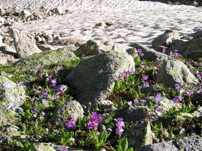 Image of Primula amoena specimen.