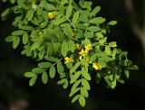 Caragana arborescens