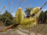 Salix vinogradovii