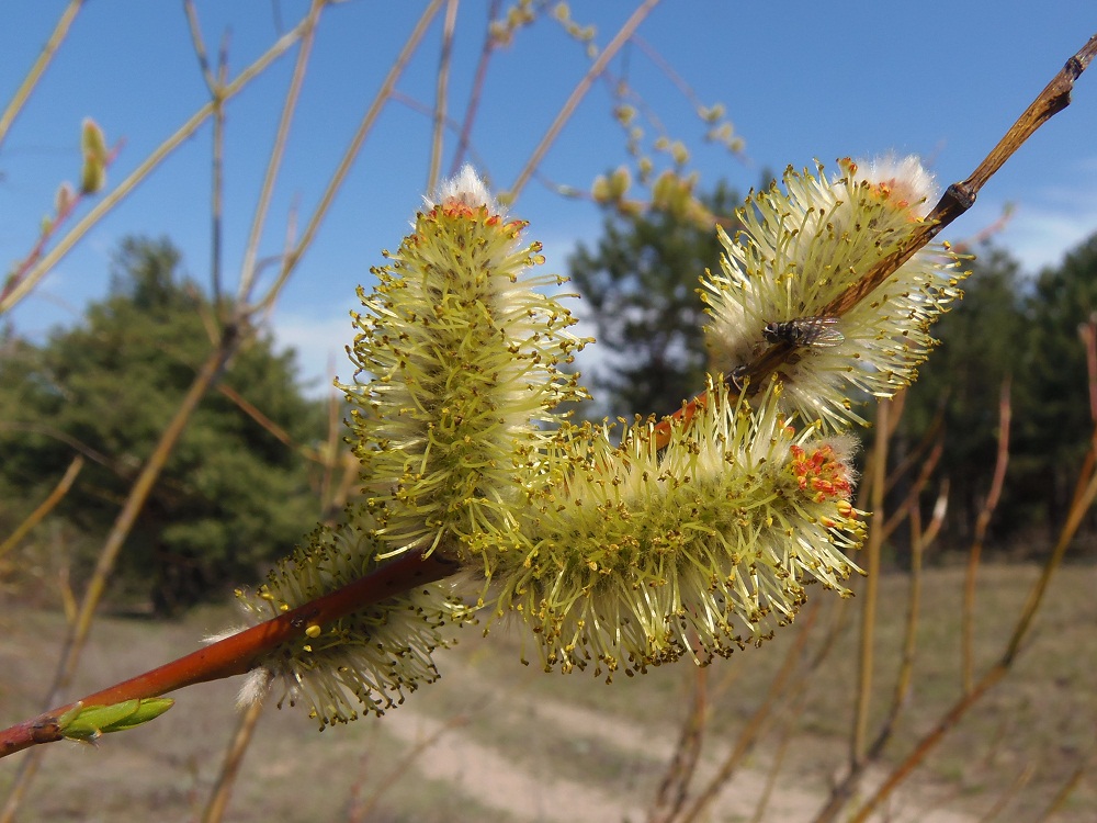 Изображение особи Salix vinogradovii.