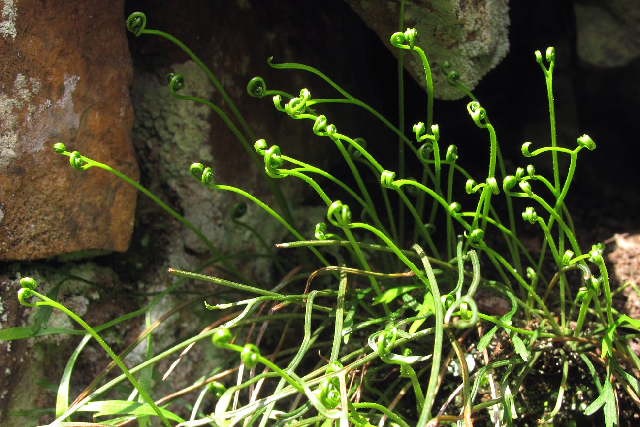 Image of Asplenium septentrionale specimen.