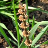 Equisetum pratense