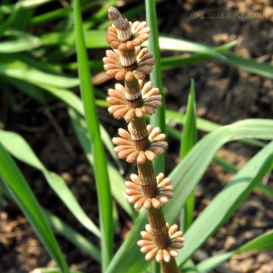 Image of Equisetum pratense specimen.