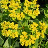 Euphorbia palustris