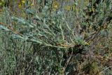 Смотреть изображение Bassia prostrata