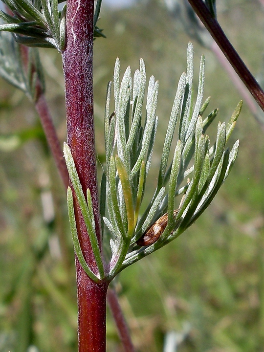 Image of Artemisia marschalliana specimen.