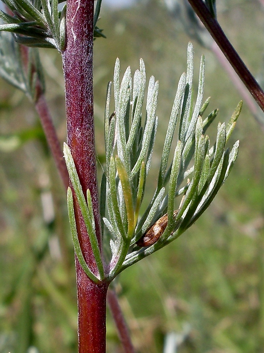 Изображение особи Artemisia marschalliana.