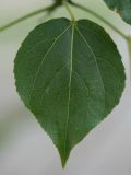 genus Populus