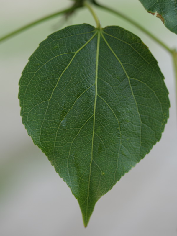 Image of genus Populus specimen.