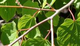 Tetracentron sinense
