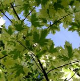 Acer platanoides