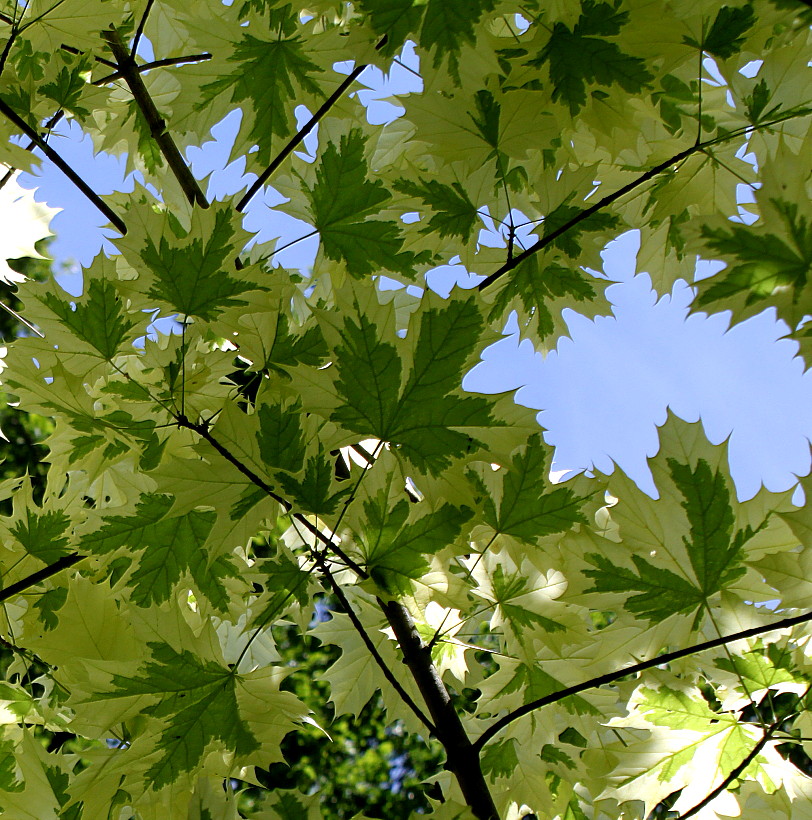 Image of Acer platanoides specimen.