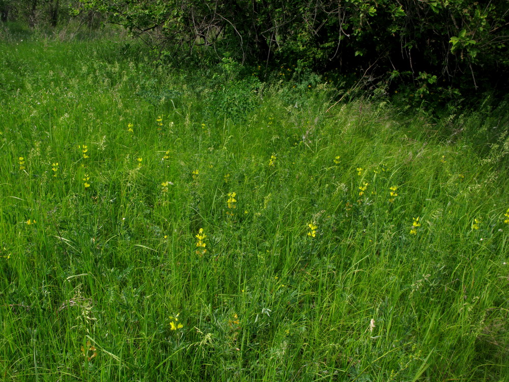 Изображение особи Thermopsis lanceolata.