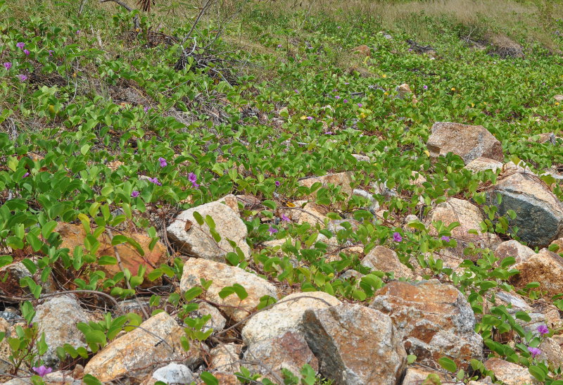 Image of Ipomoea pes-caprae specimen.