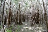 Salix triandra