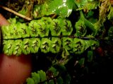 Asplenium trichomanes ssp. kulumyssiense