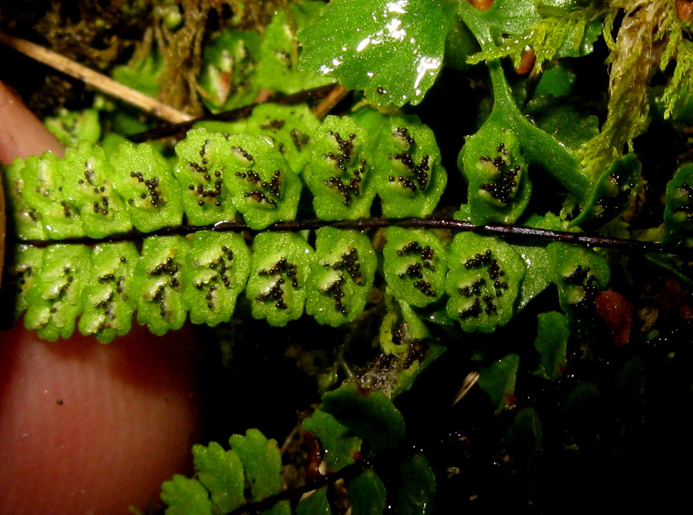 Image of Asplenium trichomanes ssp. kulumyssiense specimen.