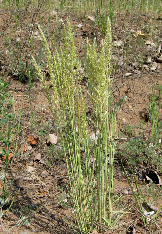 Image of Koeleria glauca specimen.