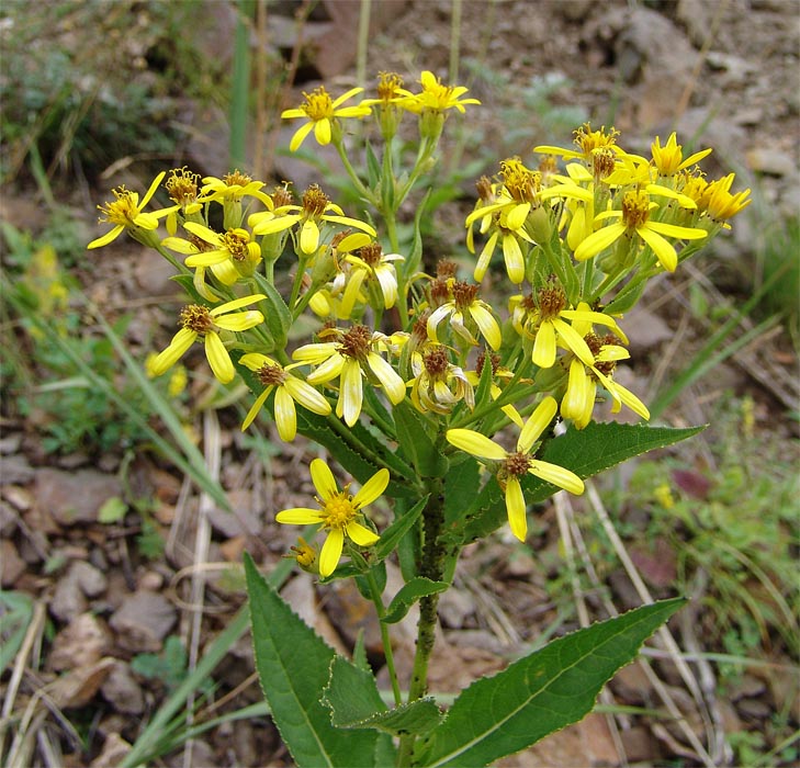 Изображение особи Senecio propinquus.