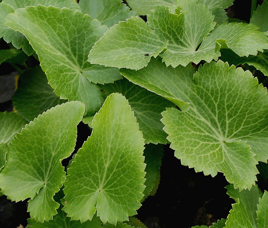 Image of Eryngium giganteum specimen.