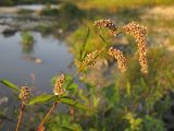Persicaria lapathifolia. Верхушка побега с соцветиями. Краснодарский край, окр. г. Крымск, берег р. Адагум. 28.08.2013.