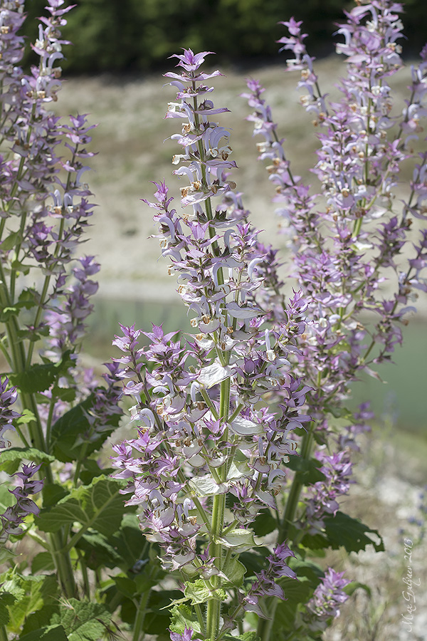 Изображение особи Salvia sclarea.