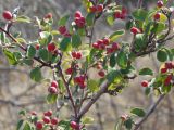 Cotoneaster tauricus