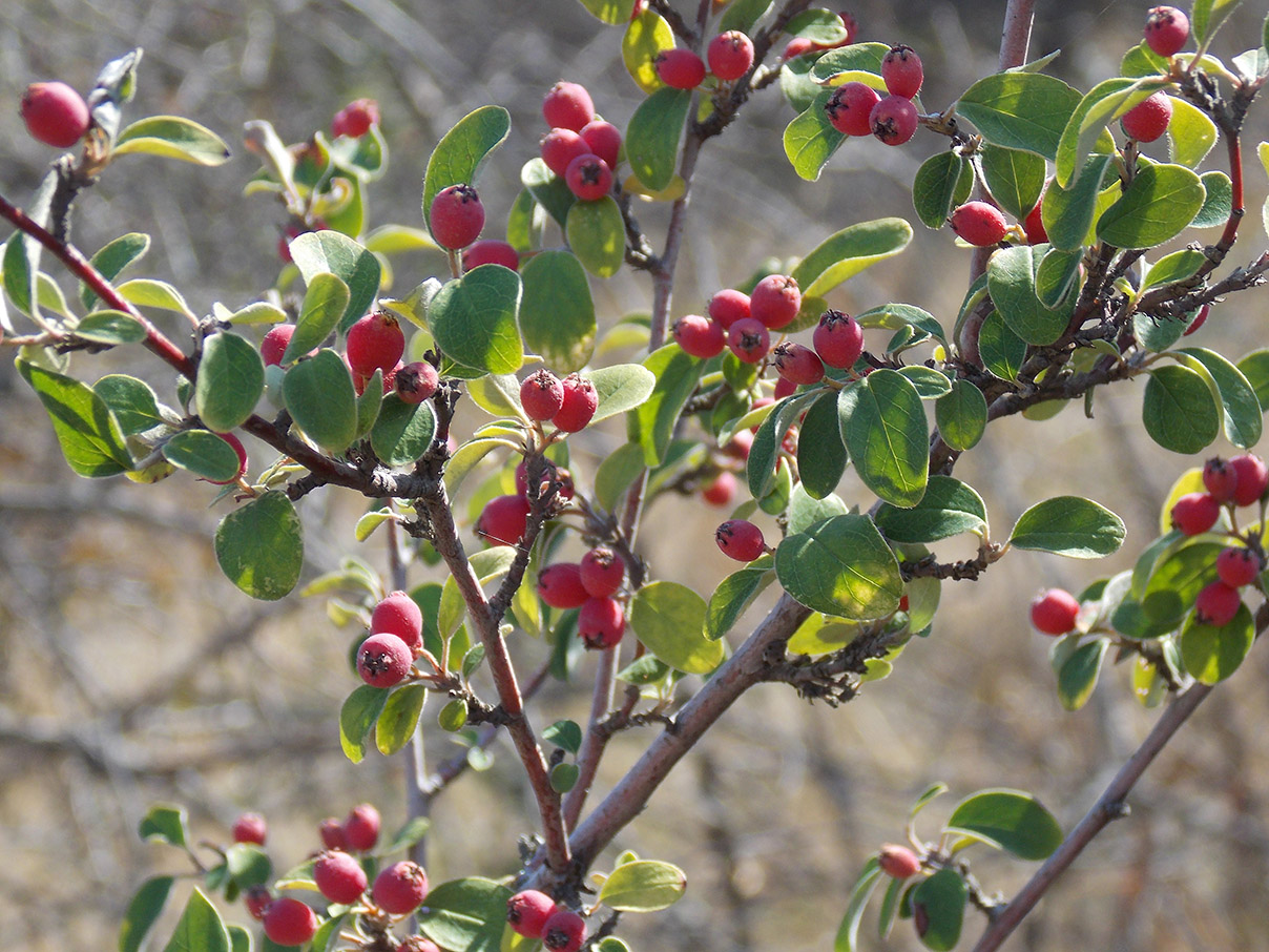 Изображение особи Cotoneaster tauricus.