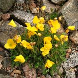 Papaver croceum