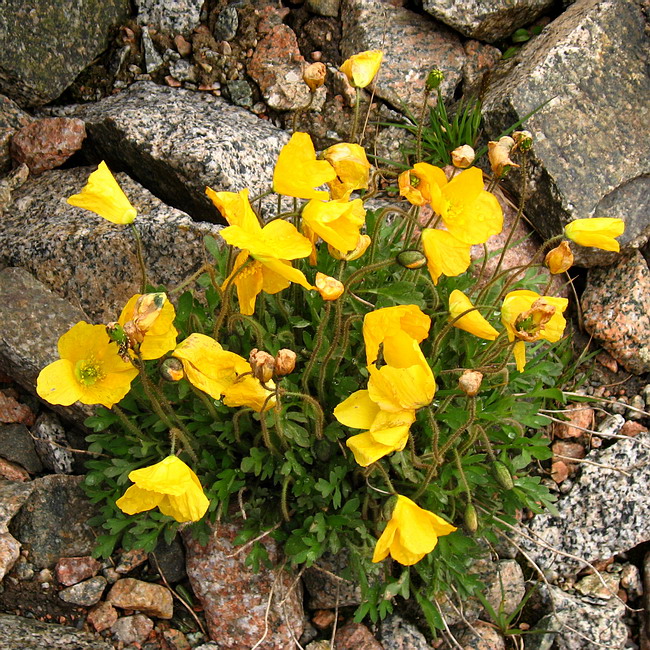 Изображение особи Papaver croceum.